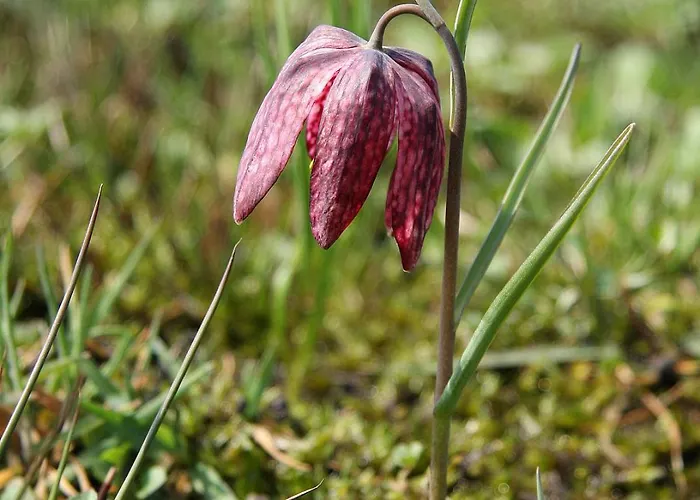 Daire Ljubljana Marsh Nature Park